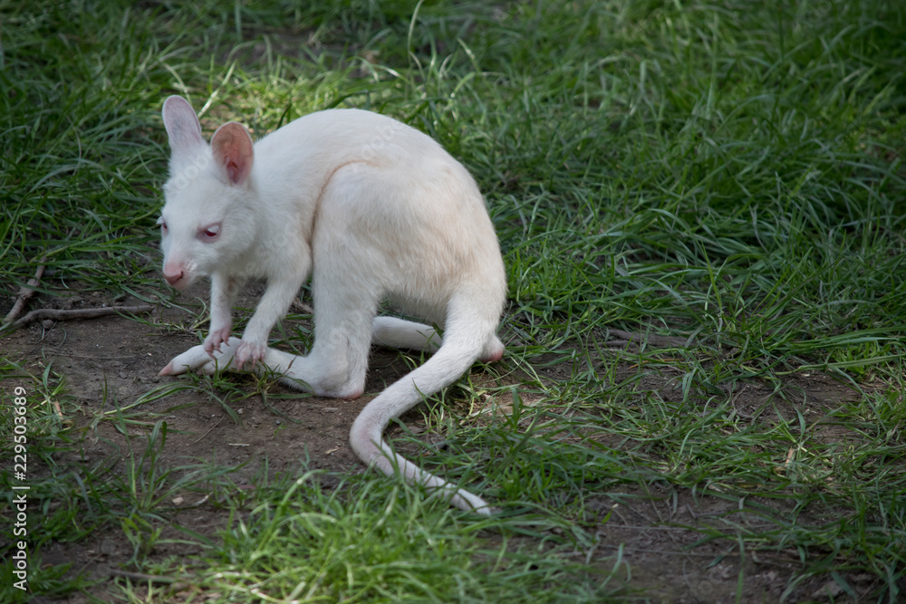 red necked wallaby albino joey red necked wallaby albino joey