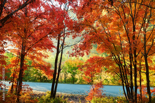 The maple red leaves of Benxi of China.