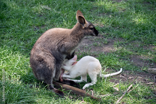 red necked wallaby with an albino  joey next to her © susan flashman