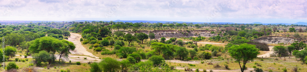 Panorama of Tarangire national Park