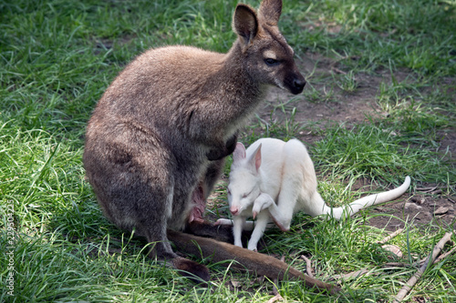 red necked wallaby with an albino joey next to her