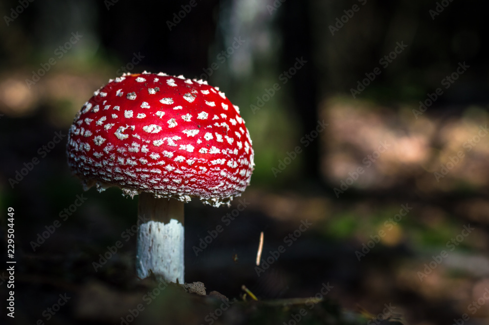 Poisonous mushroom with red cap