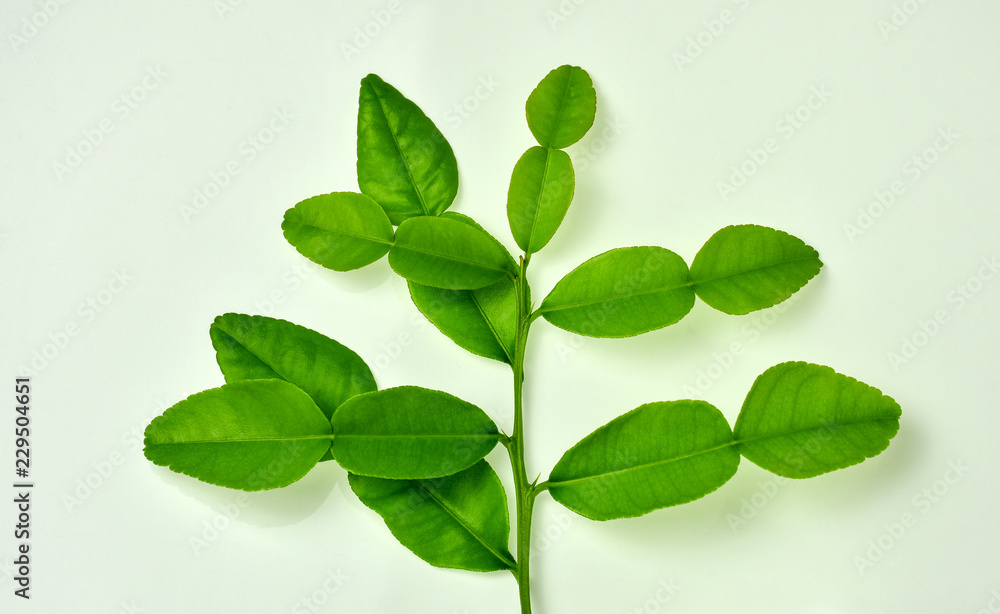 Fresh bergamot leaves on the branch,shot on white background. Bergamot or kaffir lime,a kind of herb takes important role on several Thai food menu especially curry.