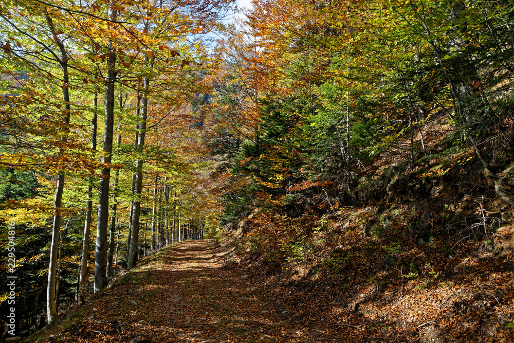 Fototapeta premium Forêt en automne