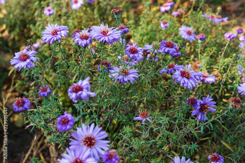 Chrysanthemums flower in autumn. flowers are bright colors.