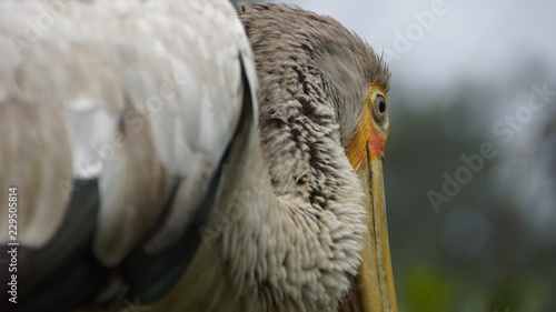 The great white pelican  Pelecanus onocrotalus  also known as the eastern white pelican  rosy pelican or white pelican is a bird in the pelican family.