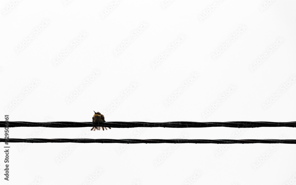 A lonely bird sits on an electrical wire.
