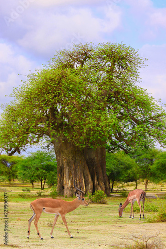 Impala and baobab / Impala antelope on the background of the savanna tree baobab