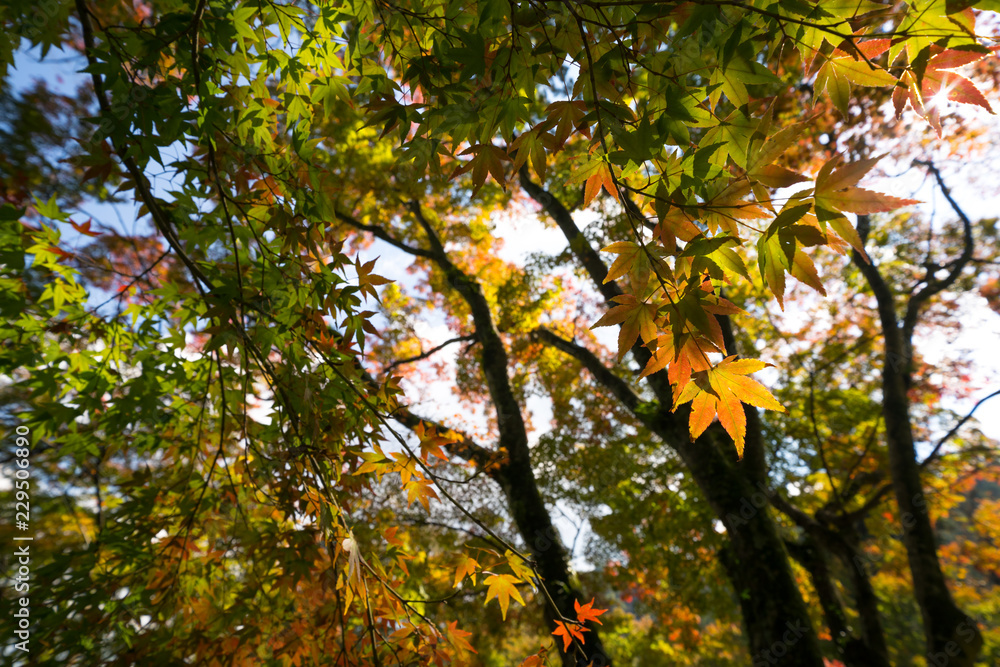 色づき始めた木々　大窪寺(四国八十八ヶ所霊場第88番札所)