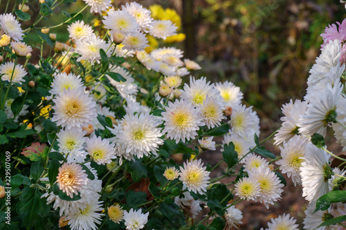 Chrysanthemums flower in autumn. flowers are bright colors.