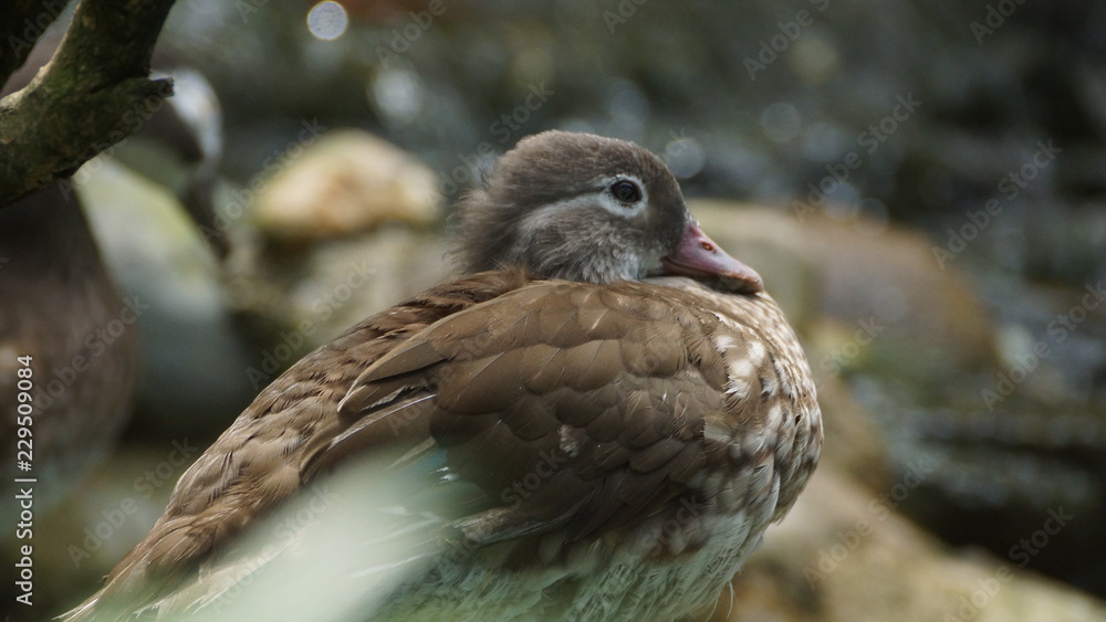 Obraz premium Brown feather duck in a pond