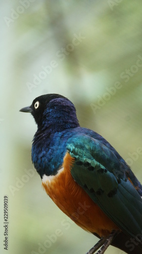 	The golden-breasted starling is a small bird with a bright, blue tail and a blue back. It has a green head, white eyes, blue-violet wings, and a yellow breast, belly, and upper tail covers.