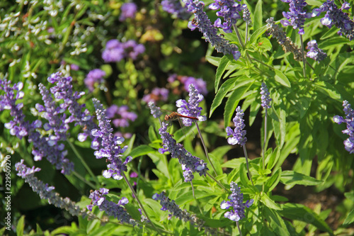 Heide-Libelle im Lavendel
