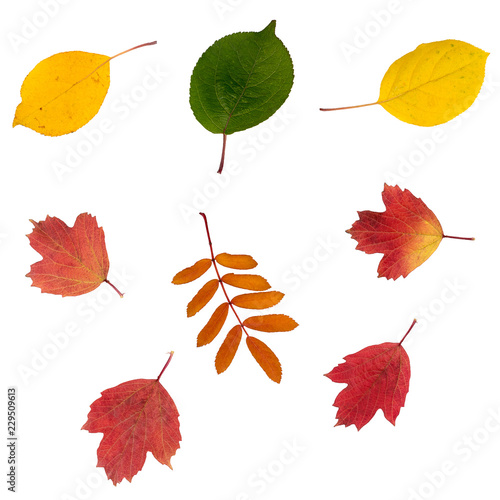 The colorful autumn leaves. Isolate on the white background.