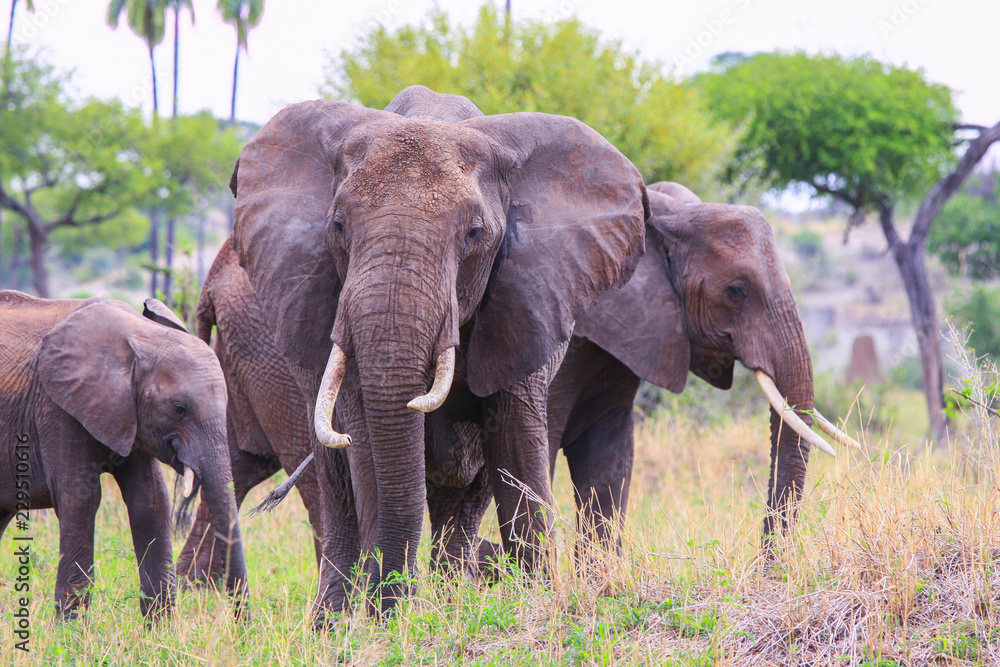 Fototapeta premium Elephant in Tarangire national Park / Elephant in Tarangire national Park