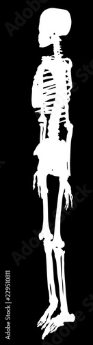 Fototapeta Naklejka Na Ścianę i Meble -  single human skeleton white silhouette
