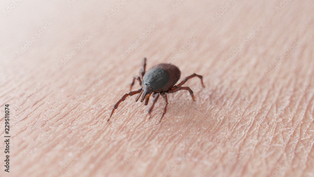 3d rendered illustration of a tick on skin 3d rendered illustration of a tick on skin