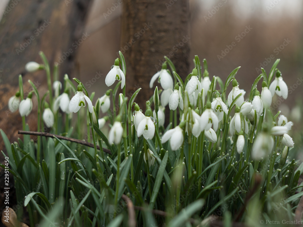 Fototapeta premium Schneeglöckchen