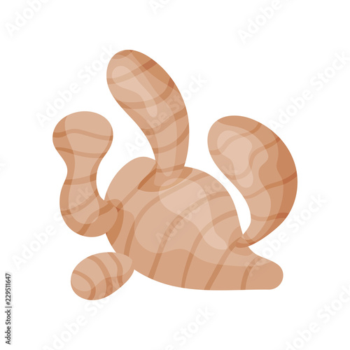 Fresh ginger root, aromatic spice herb vector Illustration on a white background