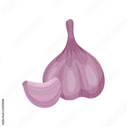 Garlic, aromatic vegetable vector Illustration on a white background © Happypictures