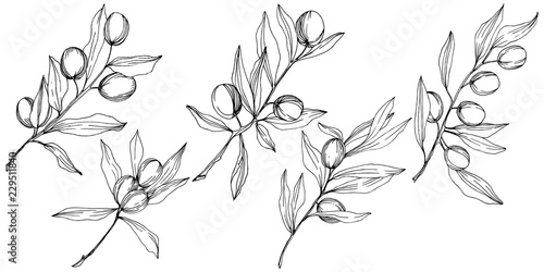 Olive tree in a vector style isolated. Black and white engraved ink art. Full name of the plant: Branches of an olive tree. Vector olive tree for background, texture, wrapper pattern, frame or border.