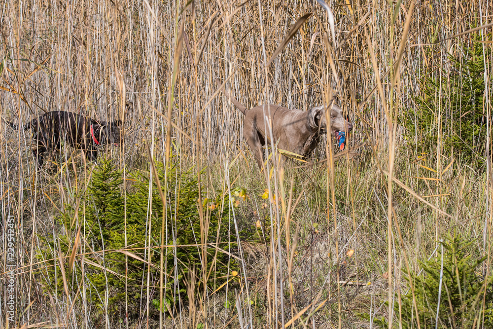 Hunde rennen mit Dummy durch Schilf Hunde rennen mit Dummy durch Schilf