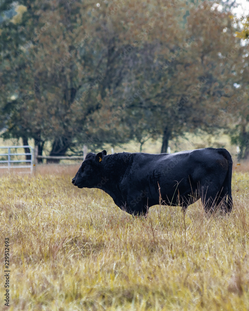 Angus bull in autumn pasture - vertical Angus bull in autumn pasture - vertical