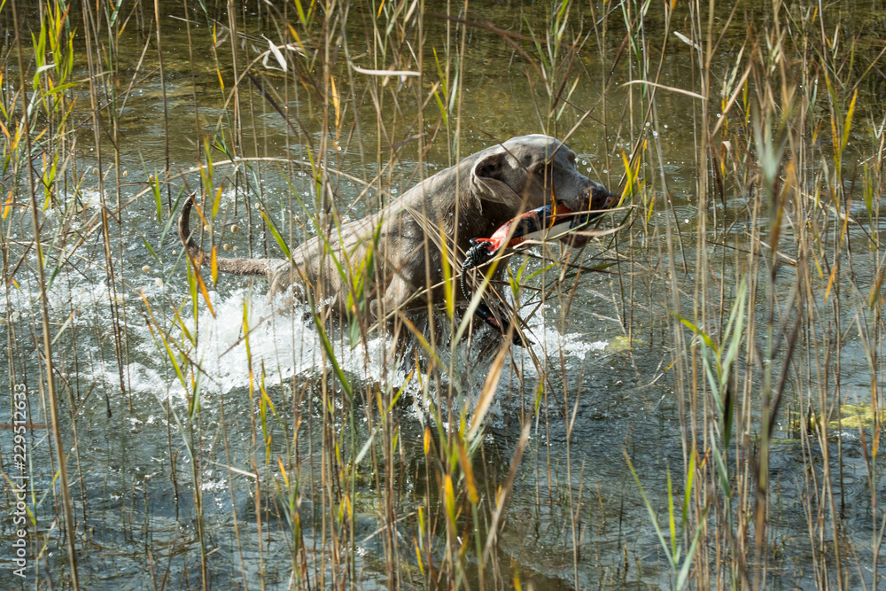 Fototapeta premium Jagdhundeausbildung