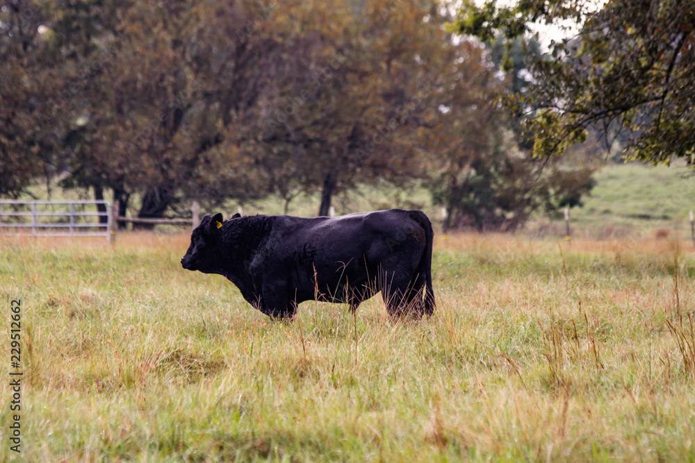 Black Angus bull in autumn pasture Black Angus bull in autumn pasture