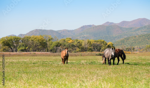Fototapeta Naklejka Na Ścianę i Meble -  Horses grazing in a meadow / Horses grazing in a meadow