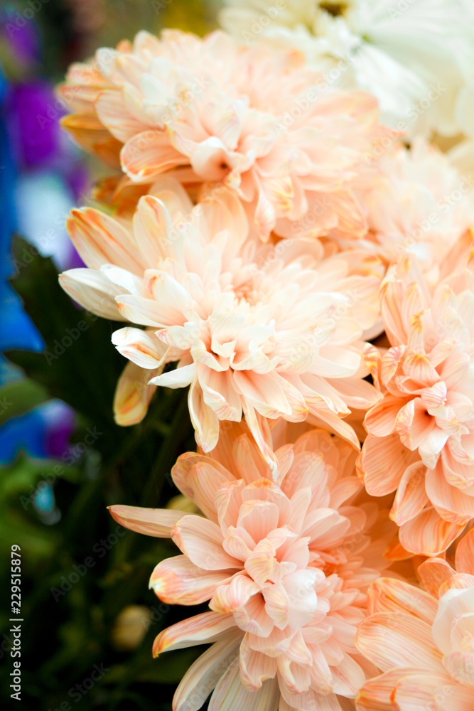 Fototapeta premium Bouquet of Salmon Color and White Chrysanthemum or Golden-Daisy