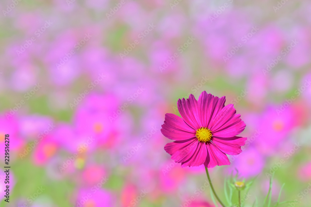 コスモスの花 コスモスの花