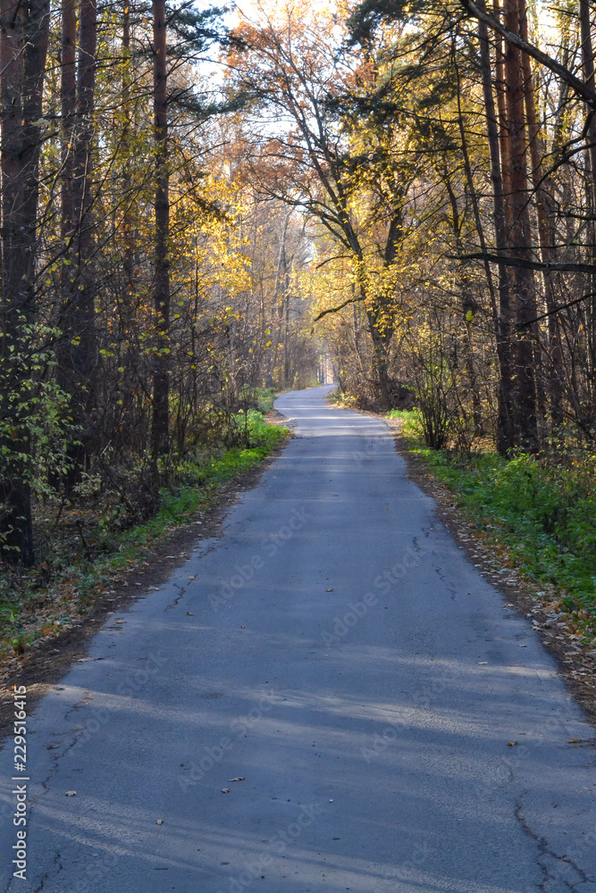 Forest road autumn sunny morning. Russia. Moscow region Forest road autumn sunny morning. Russia. Moscow region