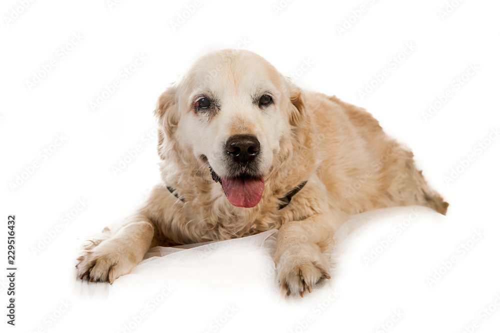 Obraz premium old blind golden retriever