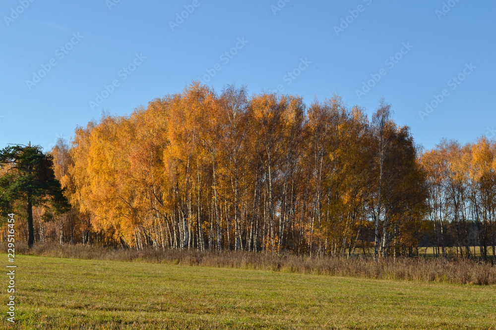 Golden birch leaves on vibrant blue sky background in autumn