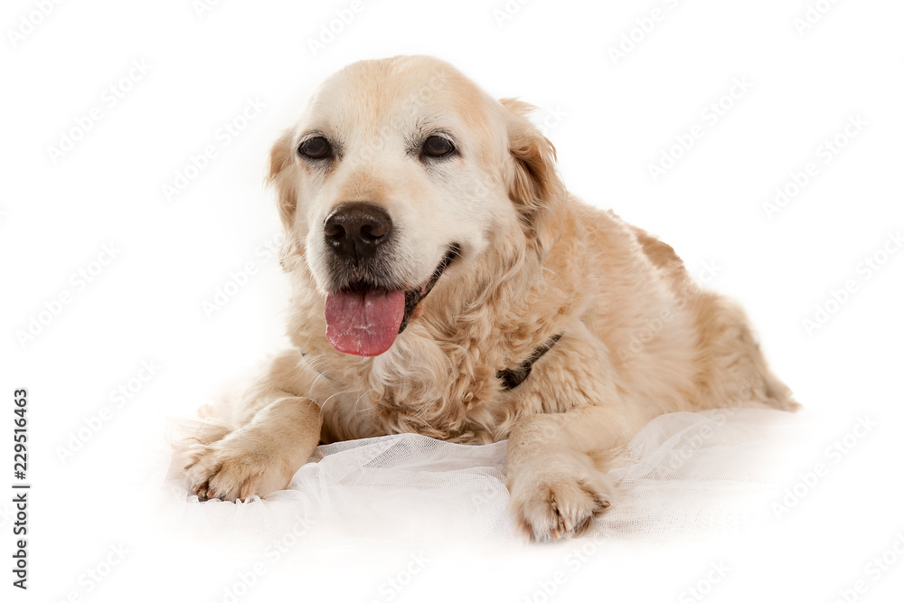 old blind golden retriever