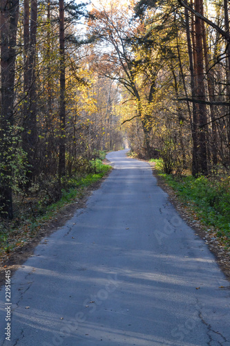 Forest road autumn sunny morning. Russia. Moscow region © Aleksandr