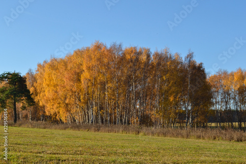Golden birch leaves on vibrant blue sky background in autumn