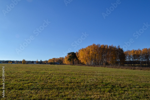 Beautiful autumn landscape. Green meadow grass and blue cloudless sky.