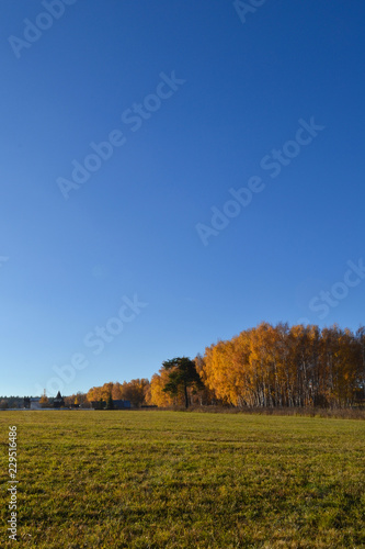 Beautiful autumn landscape. Green meadow grass and blue cloudless sky.