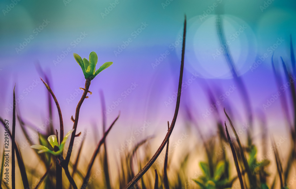 Obraz premium Grass flowers are in the city with light colored night glares that are blurred background.Soft Focus Image.