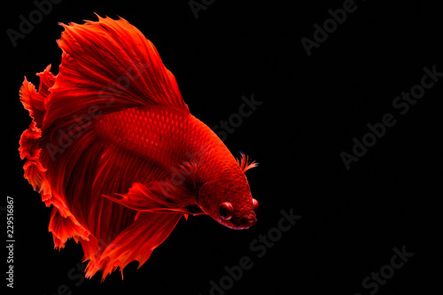 Red Betta Siamese fighting fish. Fins and tail like long skirts, half moon tail, perfect fish elegance. Fish with red color It is believed that lucky and bring good luck to the owner. Fish in Thailand