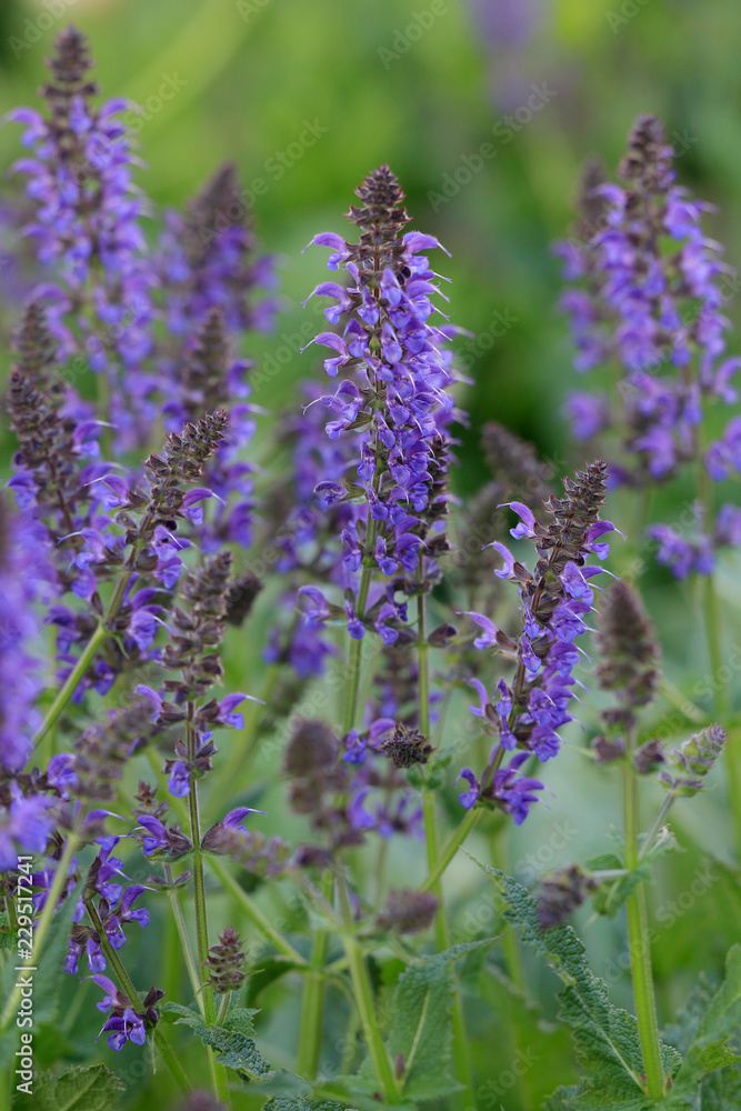 Naklejka premium Salbei (Salvia) Blüten