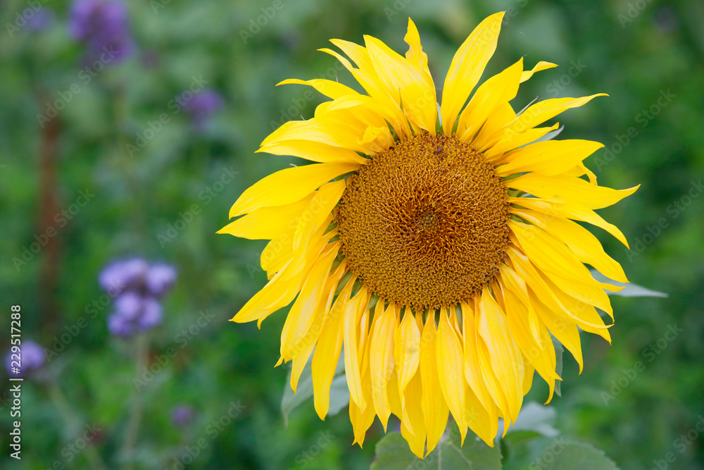 Sonnenblumen-Feld (Helianthus annuus), Sonnenblumen-Feld (Helianthus annuus),