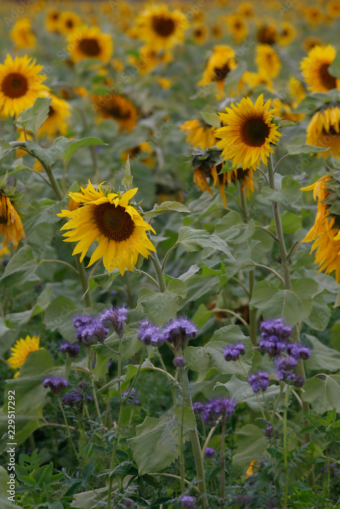 Fototapeta premium Sonnenblumen und Bienenfleiß oder Bienenweide, Blüten