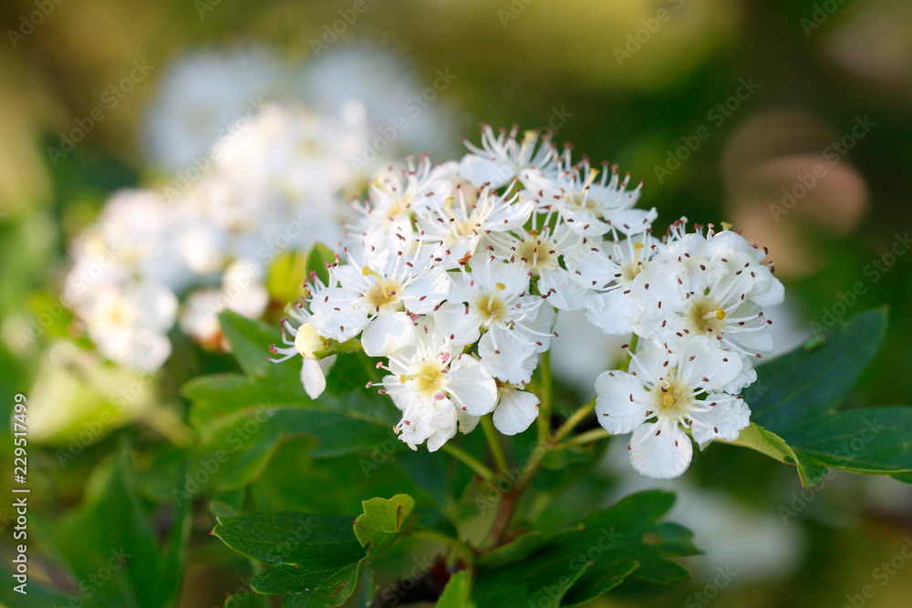 Weißdorne (Crataegus) Blüten Weißdorne (Crataegus) Blüten
