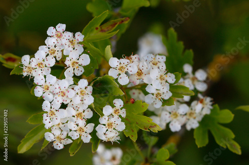 Weißdorne (Crataegus) Blüten