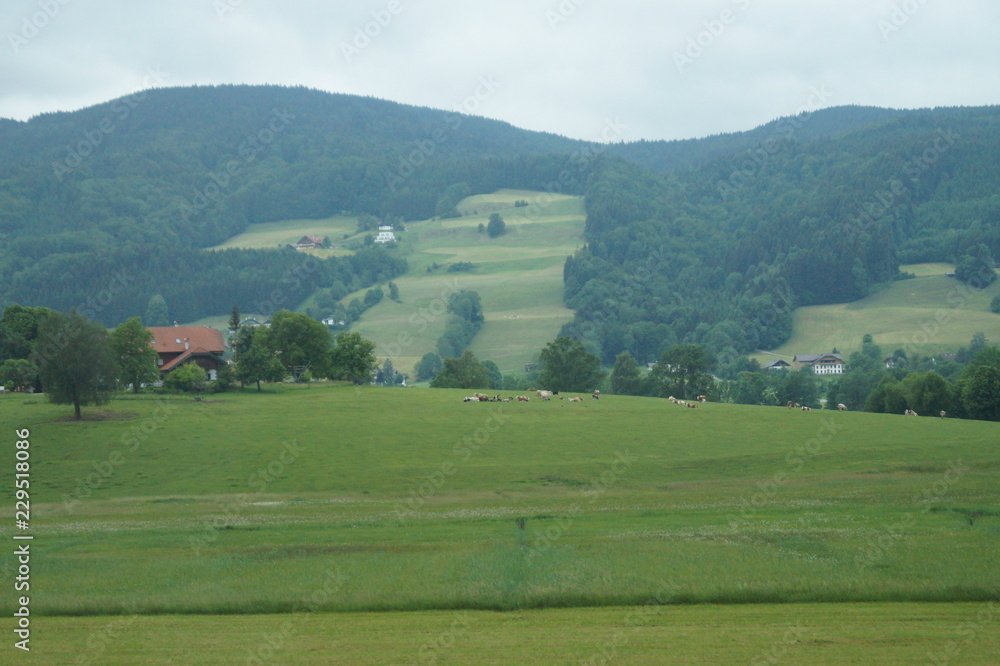 landscape with green fields and mountains