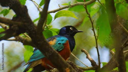 	The golden-breasted starling is a small bird with a bright, blue tail and a blue back. It has a green head, white eyes, blue-violet wings, and a yellow breast, belly, and upper tail covers. photo