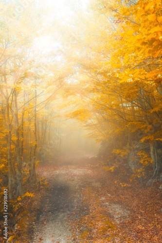 Beautiful foggy morning in the misty autumn forest with sun rays